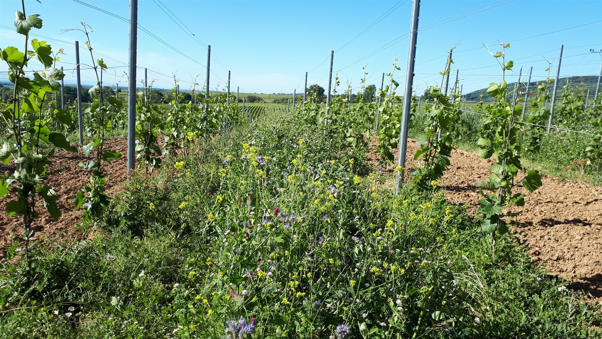 Weingut Rapp Dörrenbach